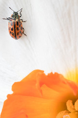 Close up of red ladybug in yellow daffodil flower.