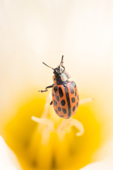 Close up of red ladybug in yellow daffodil flower.