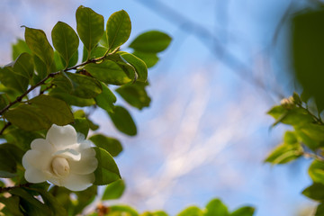 Flowers of white camellia japonica Alba plena with blurred blue sky as copyspace