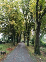 Lüdenscheid Allee Bäume auf dem Alten Friedhof