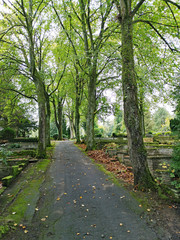 Lüdenscheid Bäume auf dem Alten Friedhof