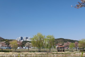 버드나무가 보이는 아름다운 봄 풍경