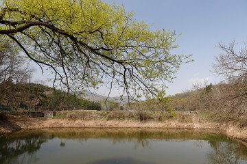 Fototapeta na wymiar 버드나무가 보이는 아름다운 봄 풍경