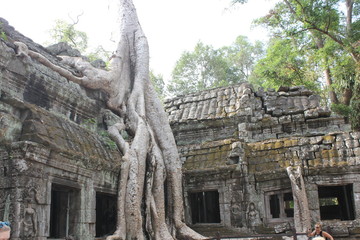 Naklejka premium The ankor wat big trees