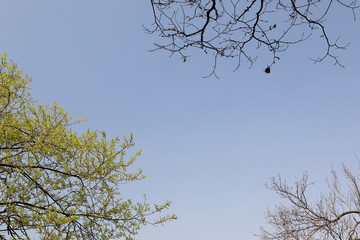 버드나무가 보이는 아름다운 봄 풍경