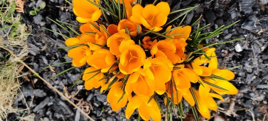 Yellow-orange crocuses in a spring garden  on coals