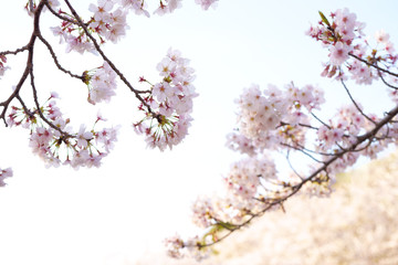 桜