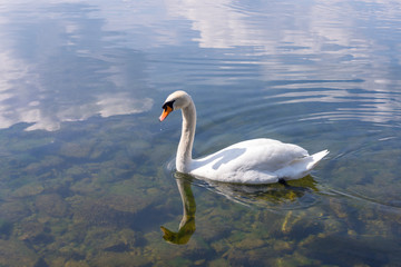 Close-up of a beautiful mute swan on a lake. Waves and wake around the animal.