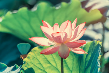 lotus flower blooming in summer pond with green leaves as background