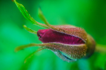   undiscovered bud of roses, new red rose bud. Closeup of a rose bud in a garden.