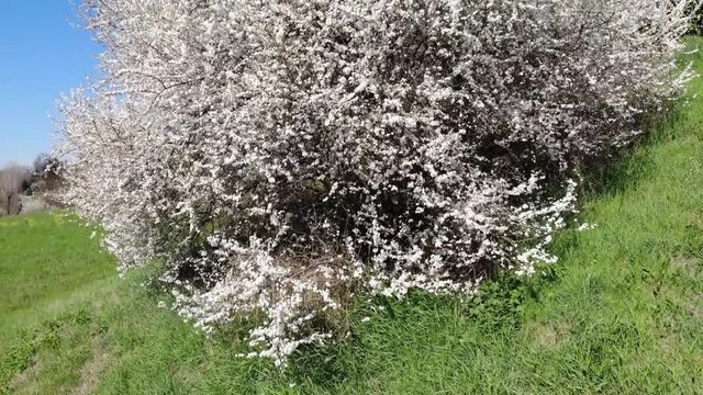 hawthorn spring blooms mountain forests