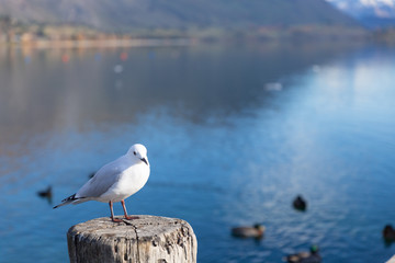 A white pigeon perched on wooden post at Lake Wanaka, New Zealand