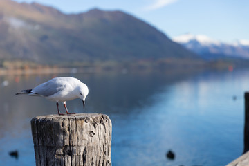 A white pigeon perched on wooden post with mountain background at Lake Wanaka, New Zealand