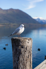 A white pigeon perched on wooden post with mountain background at Lake Wanaka, New Zealand