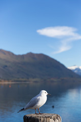 A white pigeon perched on wooden post with mountain background at Lake Wanaka, New Zealand