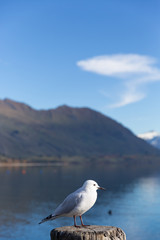 A white pigeon perched on wooden post with mountain background at Lake Wanaka, New Zealand