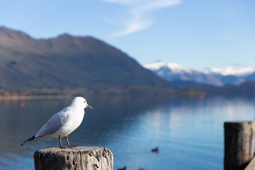 A white pigeon perched on wooden post with mountain background at Lake Wanaka, New Zealand