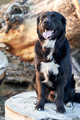 Dog wilde beautiful