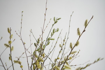 Easter composition with branches of trees and willow