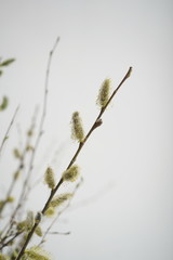 Easter composition with branches of trees and willow