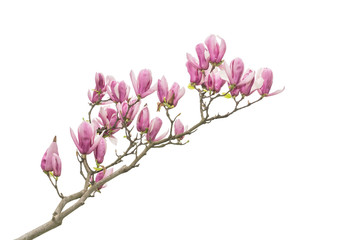 Naklejka na ściany i meble pink flower of magnolia spring branch isolated on white background