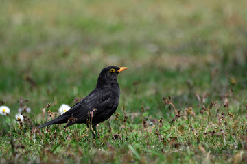 Blackbird on the tgreen grass on a Sunny day