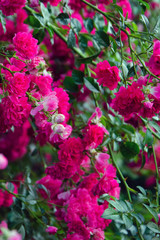  flowering rose bush, background with pink flowers rose bush, background with a rose flower, rose bush