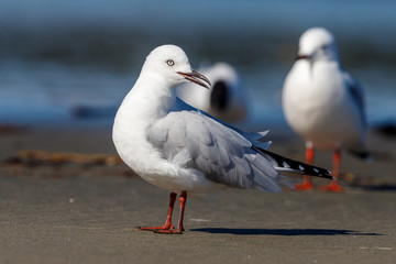 Black-billed Gull Endemic to New Zealand
