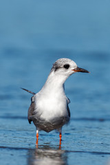 Fototapeta premium Black-fronted Tern Endemic to New Zealand