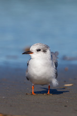 Black-fronted Tern Endemic to New Zealand