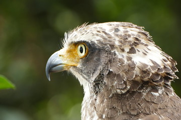 Portrait of aBeautiful wild eagle in Laos, looking at the nature taken in a jungle 