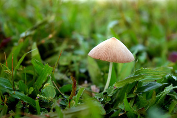 mushroom in the grass. Beautiful Mushroom in green nature, imagine nature.