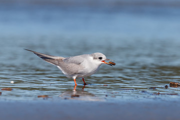 Black-fronted Tern Endemic to New Zealand
