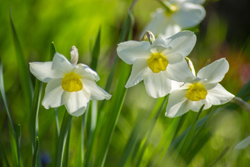 Bright Narcissus flowers in the garden, yellow spring flowers on a sunny day, thin green leaves