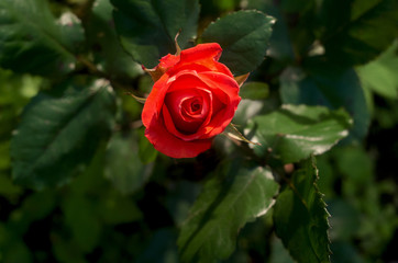 orange rose  in the garden close up, rose