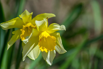 Fototapeta premium Bright Narcissus flowers in the garden, yellow spring flowers on a sunny day, thin green leaves