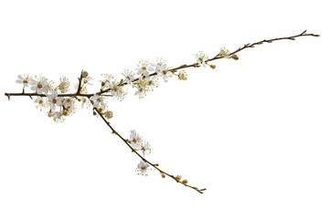 Blackthorn (Prunus spinosa) flowers isolated on a white background. Prunus spinosa, called...