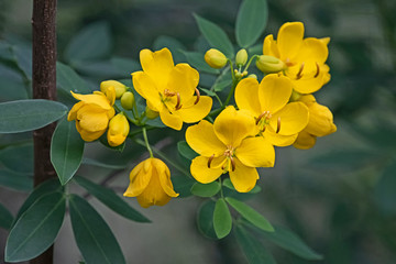 Yellow flower - Easter cassia - Senna pendula