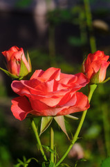 orange rose  in the garden close up, rose