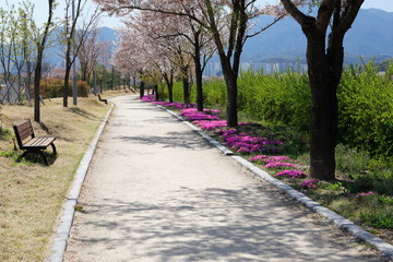 분홍색꽃과 보도가 보이는 아름다운 봄 풍경