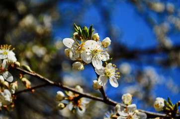 blooming cherry plum on a branch