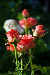 orange rose  in the garden close up, rose