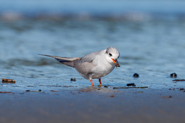 Black-fronted Tern Endemic to New Zealand