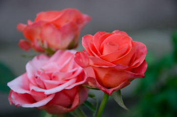 orange rose  in the garden close up, rose