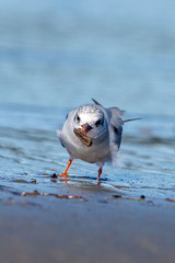 Black-fronted Tern Endemic to New Zealand