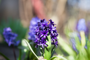 Purple Dutch Hyacinth in blossom