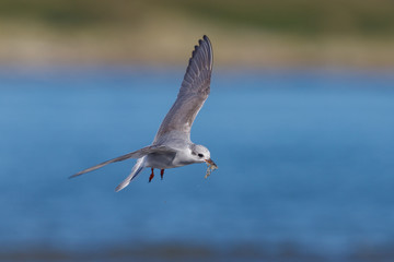 Black-fronted Tern Endemic to New Zealand