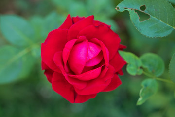 Beautiful red roses flower in the garden
