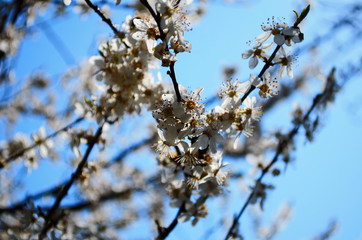 blooming cherry plum on a branch