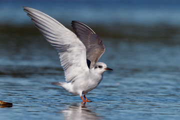 Black-fronted Tern Endemic to New Zealand